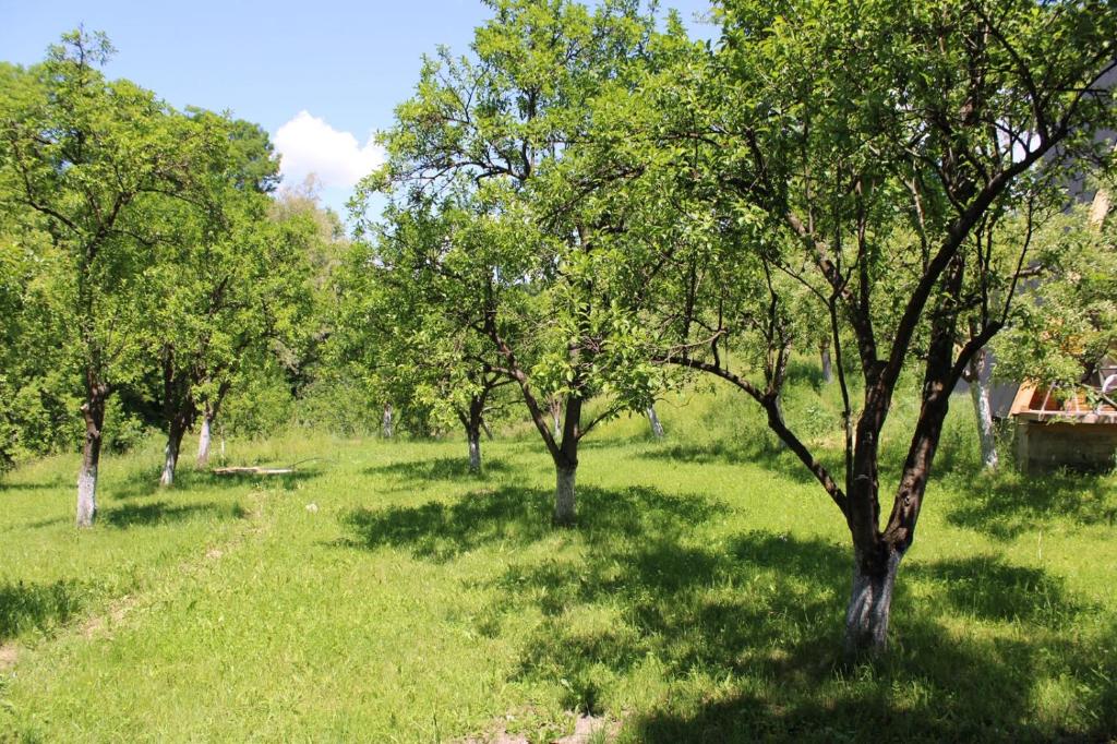 Livada cu pomi fructiferi din jurul proprietății